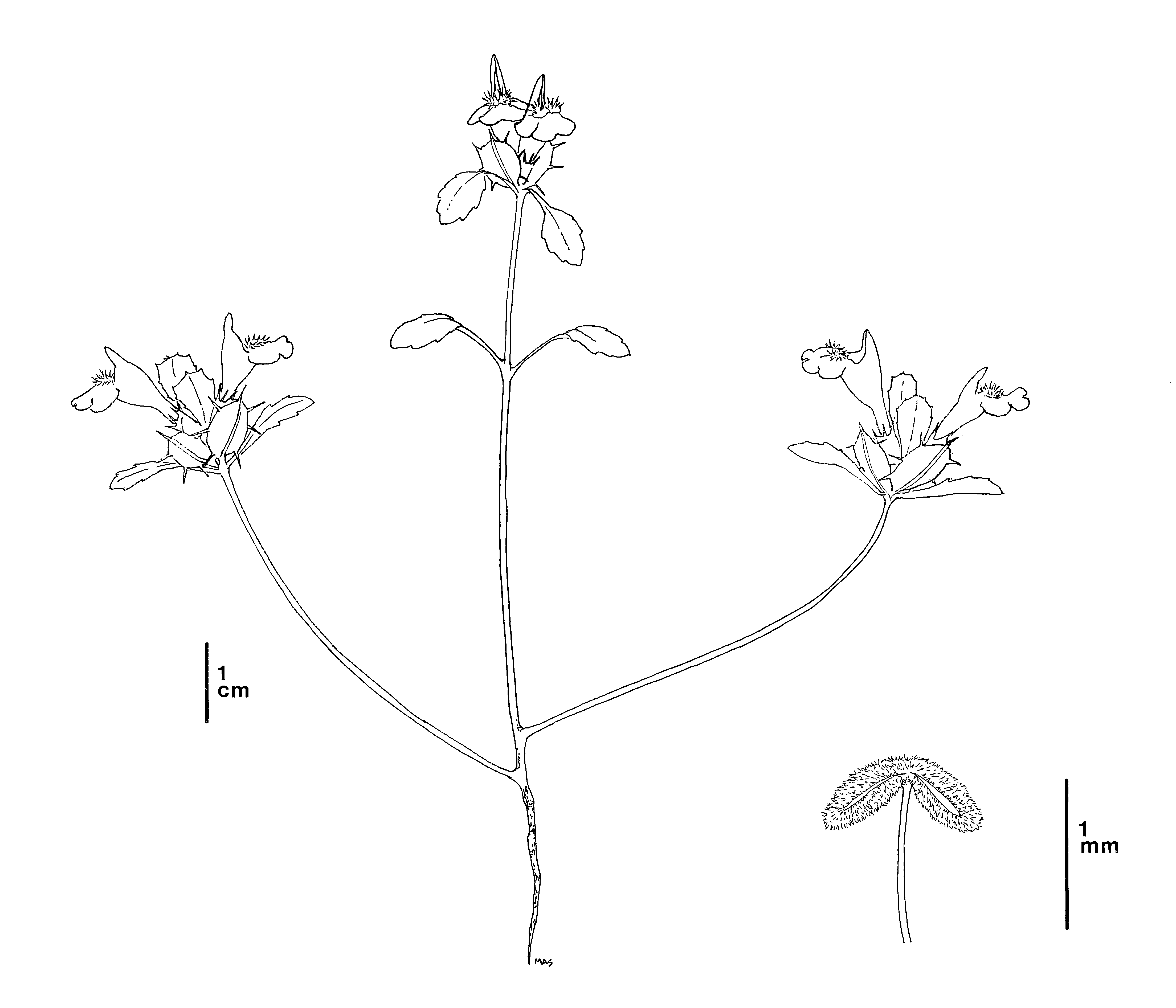 line drawing in black ink showing a San Mateo thornmint plant with long thin stems branching into three separate groups of flowers.